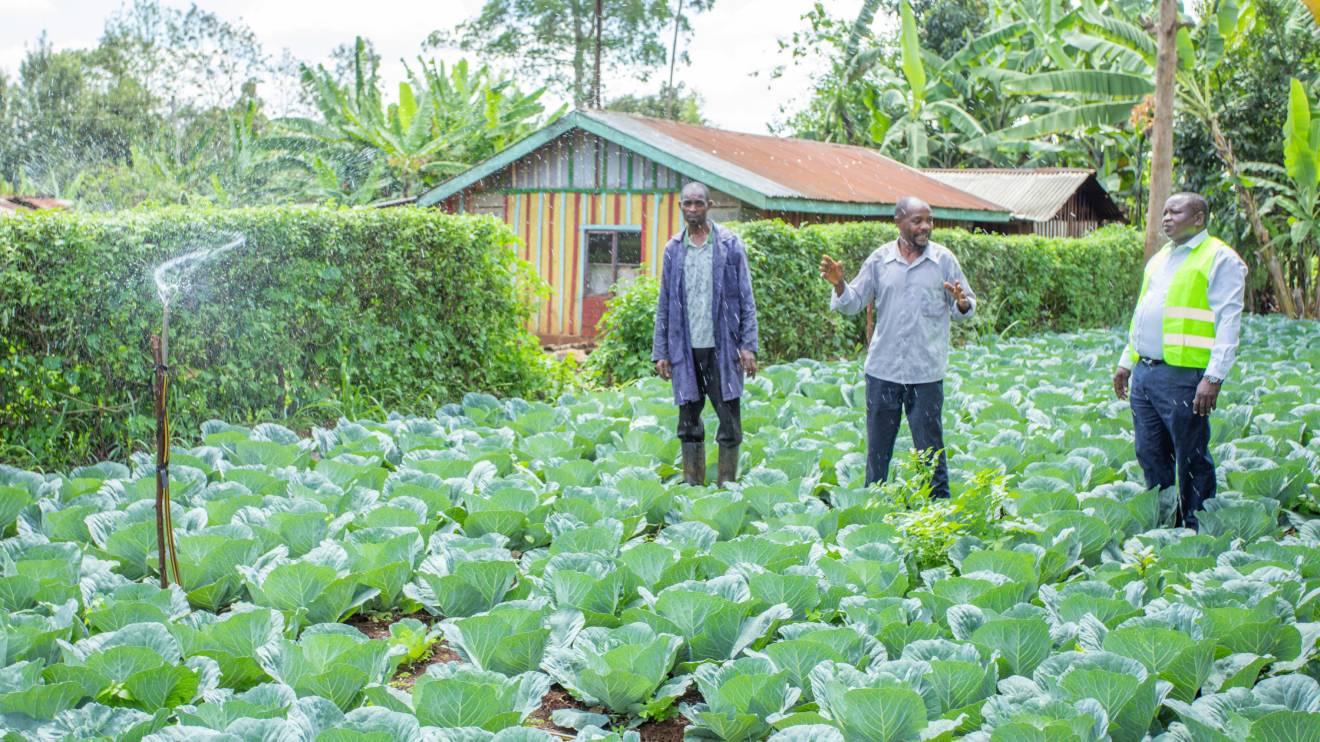 Kirinyaga farmers using irrigation for agriculture. PHOTO/COURTESY